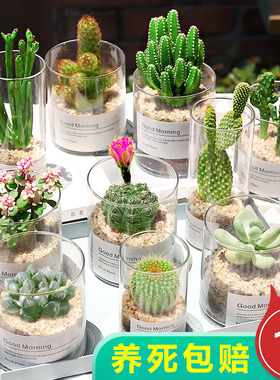 多肉植物仙人球仙人掌小盆栽桌面植物肉肉组合办公室内绿植花卉