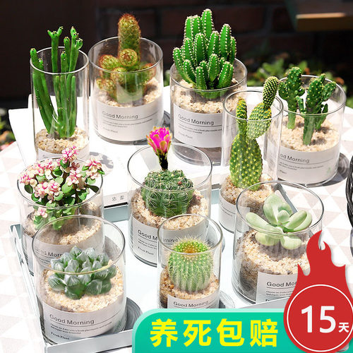 仙人球仙人掌小盆栽桌面多肉植物