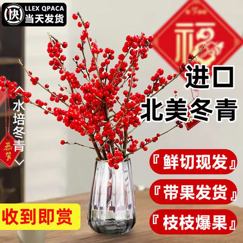 冬青红果鲜切枝年宵花卉水培植物