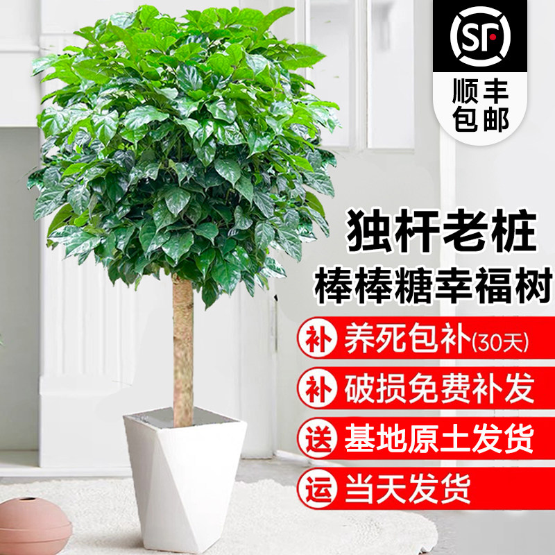 幸福树客厅大盆栽棒棒糖真绿植平安树室内高级感落地植物造型盆景