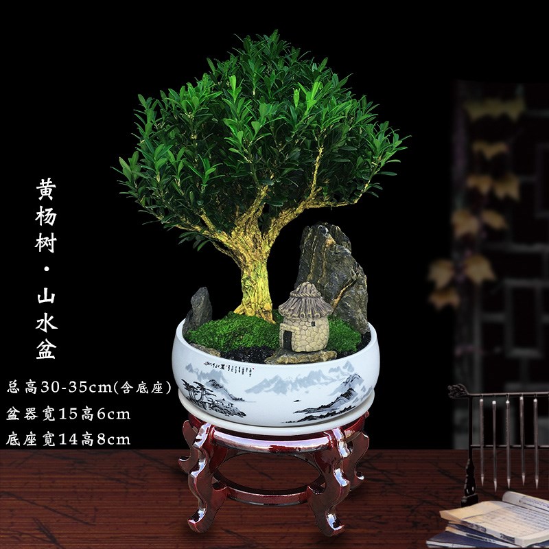 黄杨景观树绿植室内盆栽四季好养客厅树桩盆栽茶桌高端小造型盆景