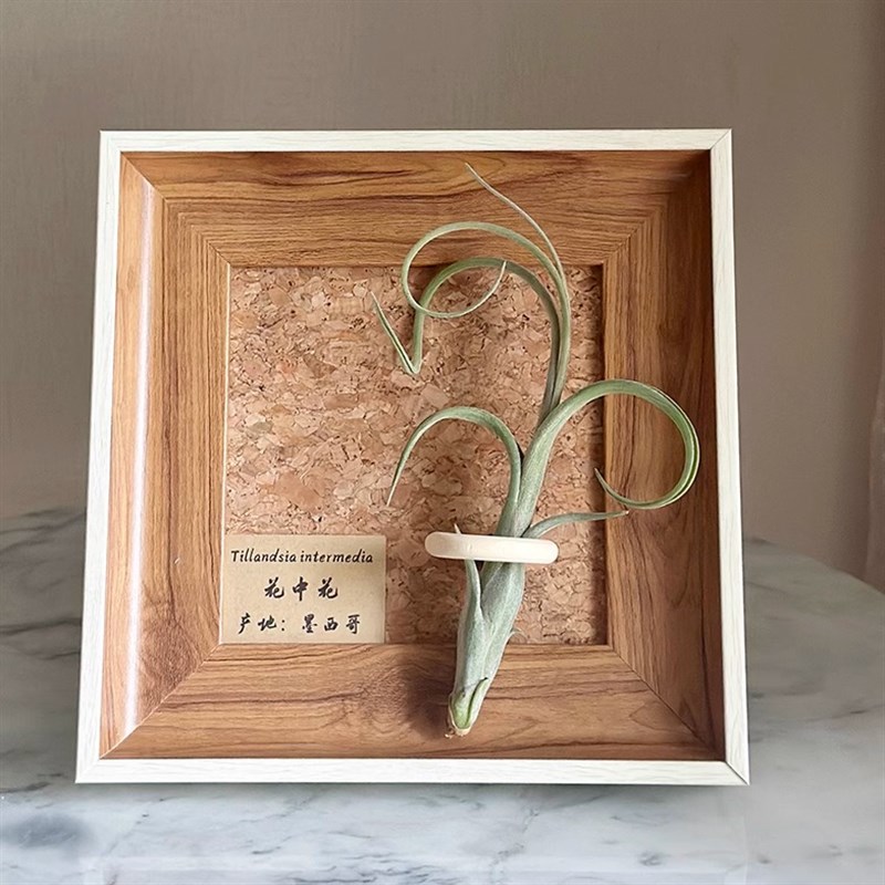 ins空气凤梨套餐懒人现代装饰画框复古桌面挂墙原木白边相框5寸