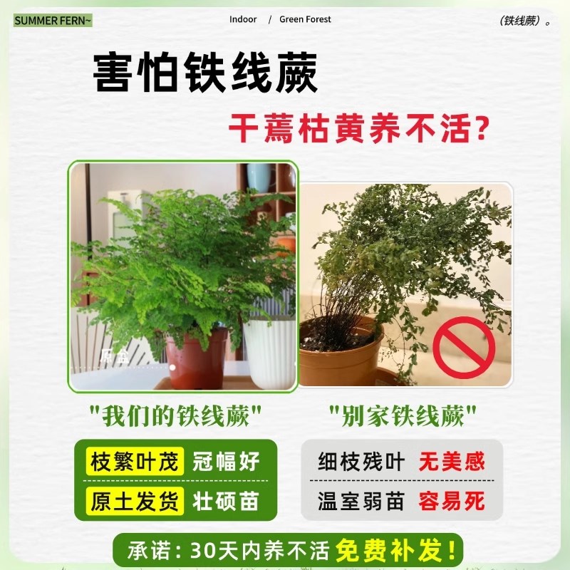 铁线蕨水培植物净化空气耐阴水养蕨类室内好养观叶花卉