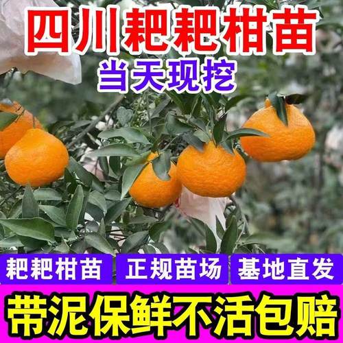 正宗四川春见耙耙柑树苗嫁接柑橘树苗地栽不知丑橘苗当年结果橘子
