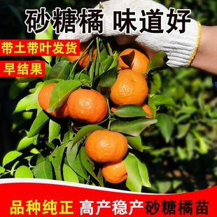正宗四川金秋砂糖橘树苗嫁接无核砂糖桔子树苗南北方种植盆栽地栽