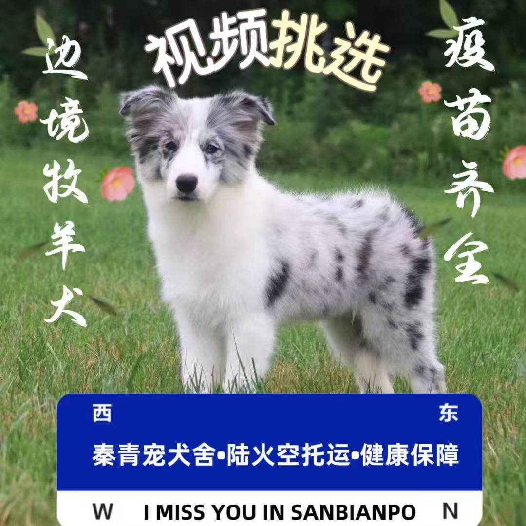 纯种边牧幼犬活体宠物狗