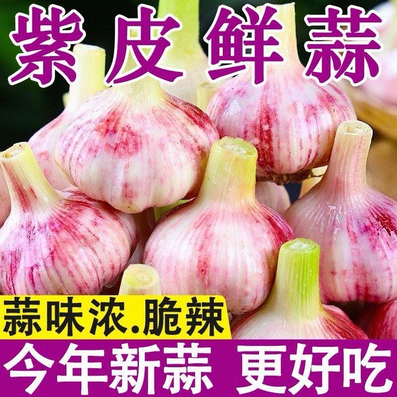 2026年现挖紫皮大蒜头鲜蒜新鲜白皮大蒜农家多瓣蒜香蒜大蒜湿蒜头