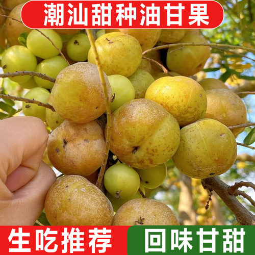 潮汕普宁崩坎甜油柑新鲜油甘果牛甘果余甘果滇橄榄甜种柿饼甜油甘