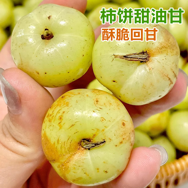 精选大果油柑潮汕柿饼甜油柑新鲜现摘油甘果余甘果牛甘子滇橄榄果