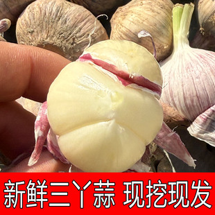 新鲜大理三丫蒜云南紫皮大蒜三瓣蒜湿蒜头独头蒜同味农家自种疏菜