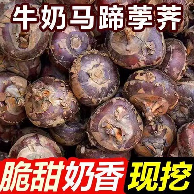 【现挖现发】正宗湖北马蹄水果荸荠地栗带皮应当季脆甜即食多汁