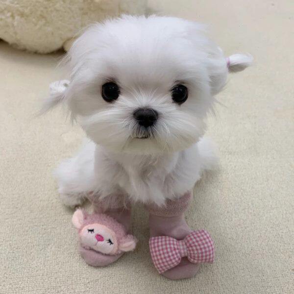 狗狗袜子户外脚套不掉防抓泰迪比熊鞋袜宠物防脏保暖法国猫咪鞋套