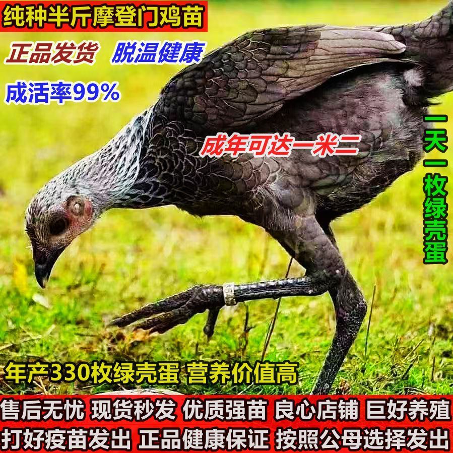 【现货】正宗半斤大摩登门鸡苗活苗散养观赏鸡包活高脚细腿苗
