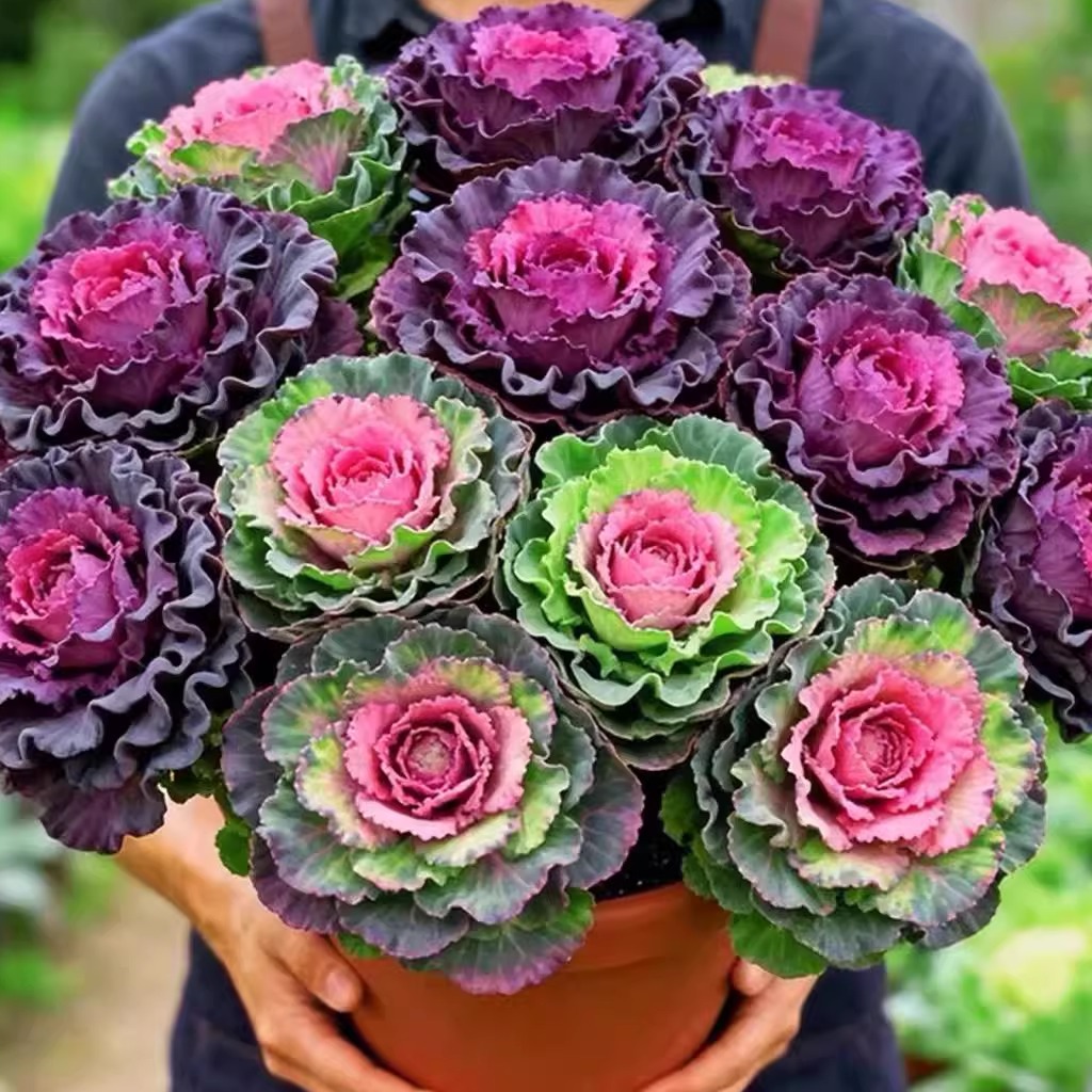 【1加仑-冬日玫瑰羽衣甘蓝】一单包邮不和鲜花拼单！