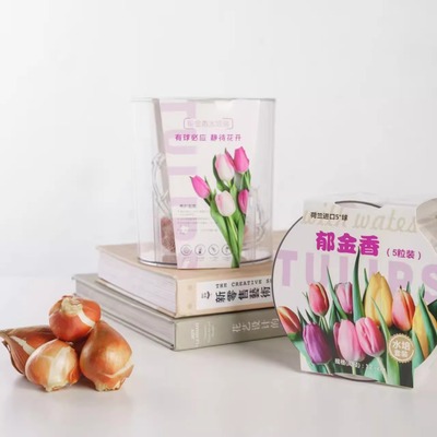 【郁金香神秘范伊克种球(5颗)水培礼盒装】一单包邮不和鲜花拼单