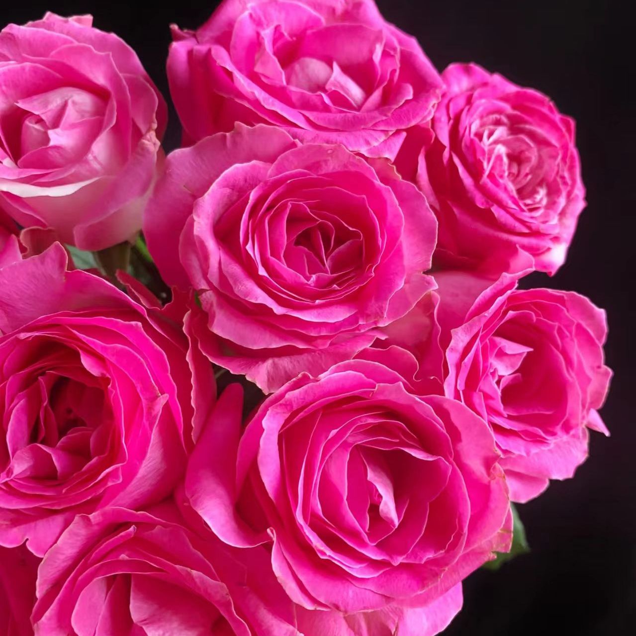 【星荷-糖果雪山10支】一单包邮两单升级快递