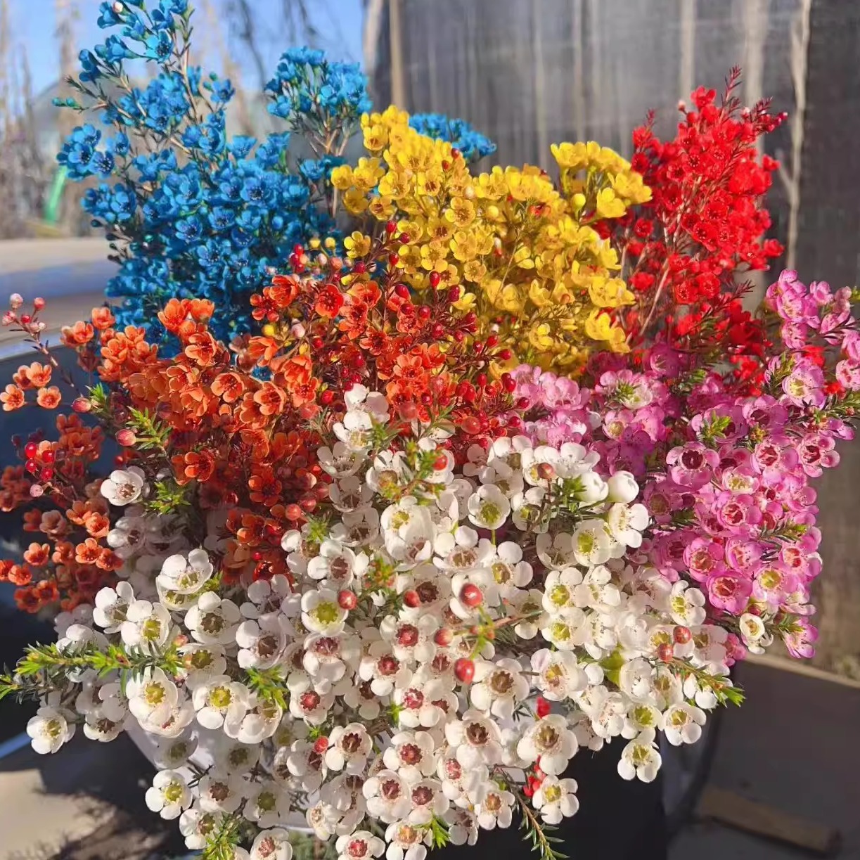 【腊梅福利】一单包邮两单升级快递