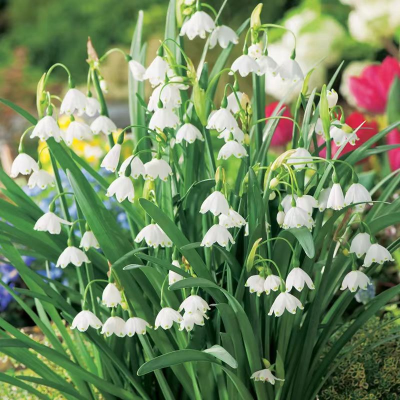 【雪片莲种球（2颗）+葡萄风信子（3颗）基质培养礼盒】一单包邮