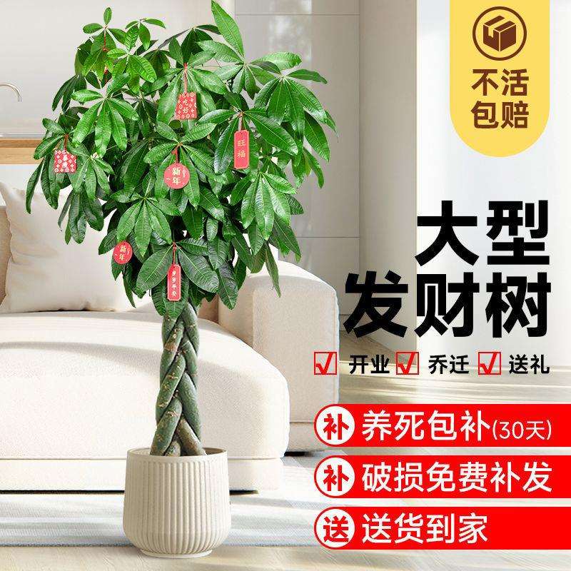发财树盆栽大客厅落地式绿植室内真花招财办公室大型植物好养开业