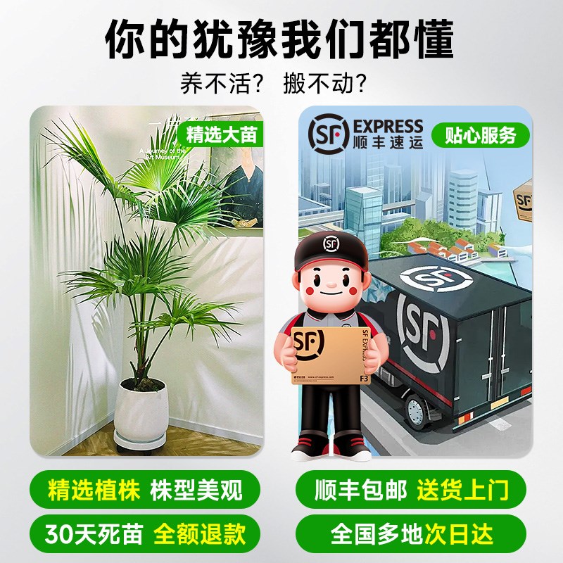 大叶蒲葵树苗盆栽大型绿植观叶棕榈树扇叶室内外植物四季常青好养