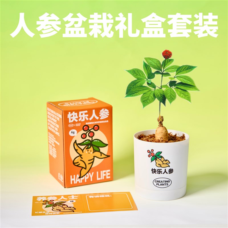 绿州快乐人参盆栽创意植物办公室桌面绿植懒人室内好养国庆节礼物
