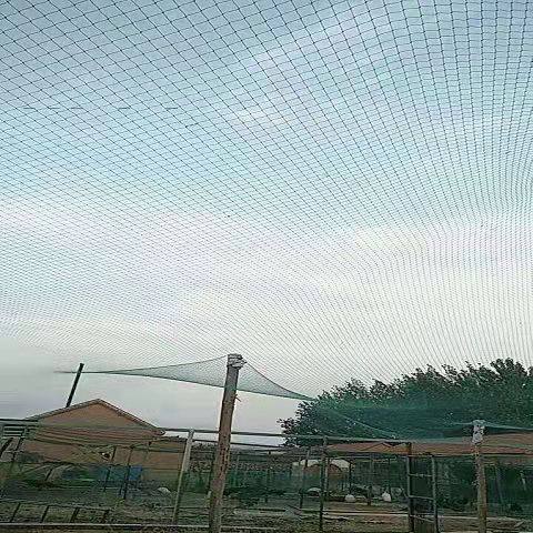 防鸟网枸杞樱桃网葡萄果树果园防鸟天网泥鳅鱼塘防护尼龙网栅栏