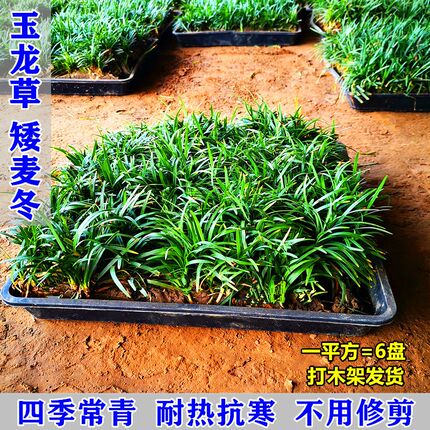 穴盘玉龙草栽好盆装矮麦冬草筛草玉龙草草坪工程矮麦冬草庭院别墅