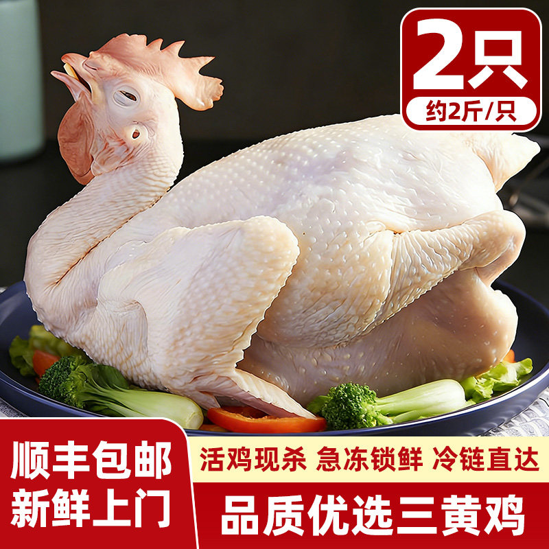 新鲜三黄鸡整只活鸡现杀全鸡童子鸡正宗农家散养土鸡炒鸡肉鸡商用 - 实物图
