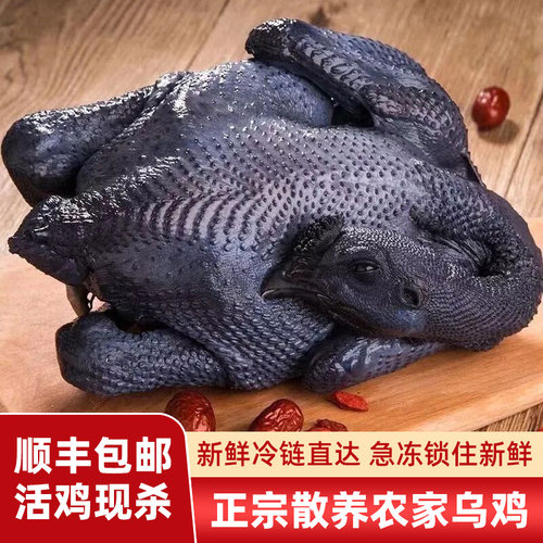 正宗乌鸡现杀新鲜散养月子煲汤
