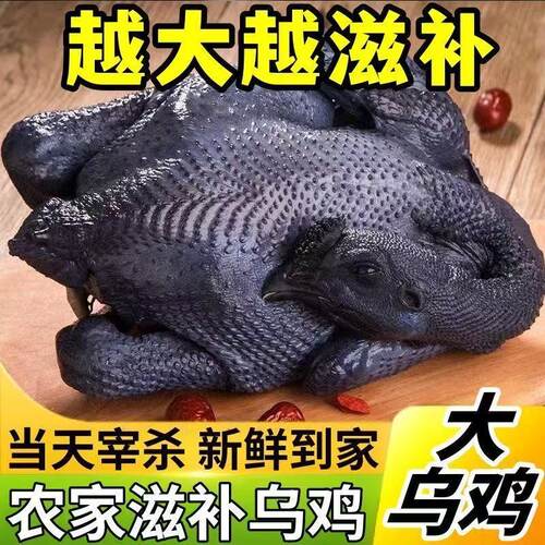 新鲜散养农家乌骨鸡煲汤送礼