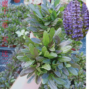 多年生地被姬十二单筋骨草盆栽花苗耐寒耐热耐荫境阳台庭院盆栽