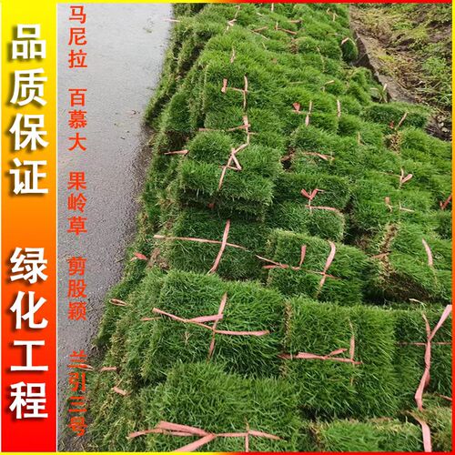 草皮真草带泥土别墅庭院工程绿化马尼拉果岭草兰引三号耐踩踏常绿