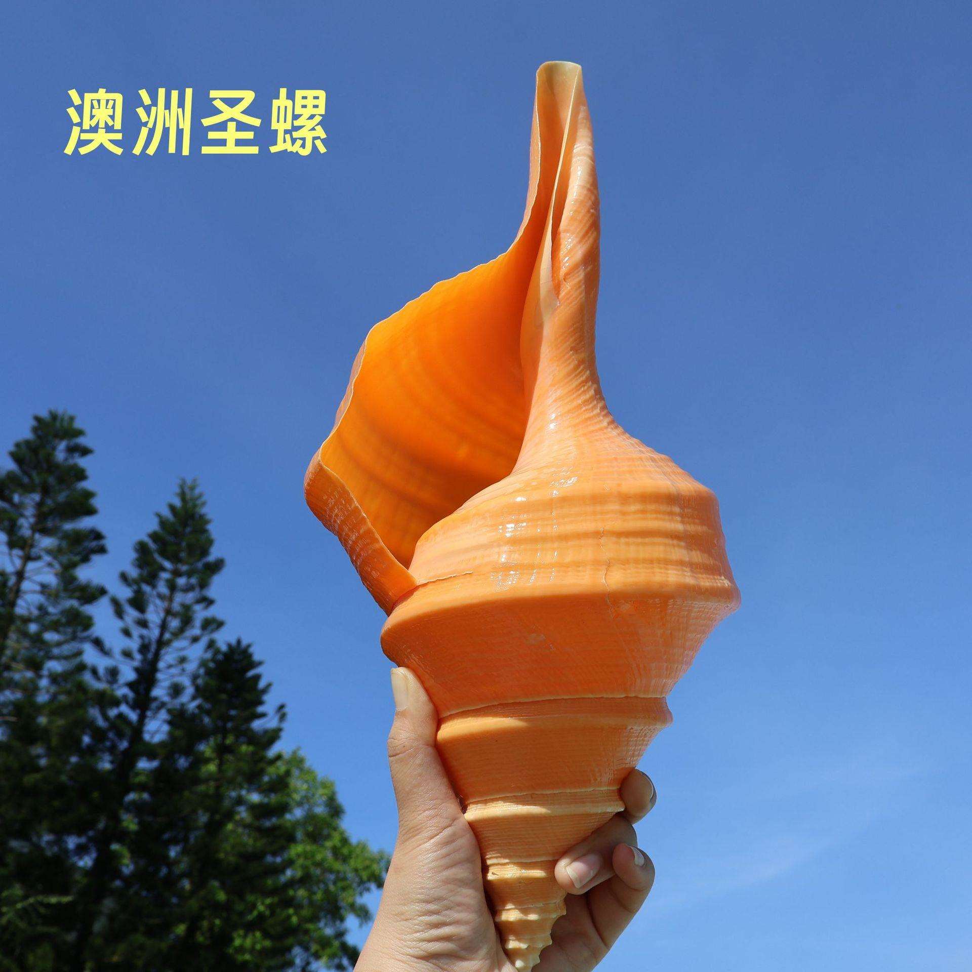 超大澳洲圣螺澳洲长香螺天然贝壳海螺收藏摆件吹响号角地中海响螺
