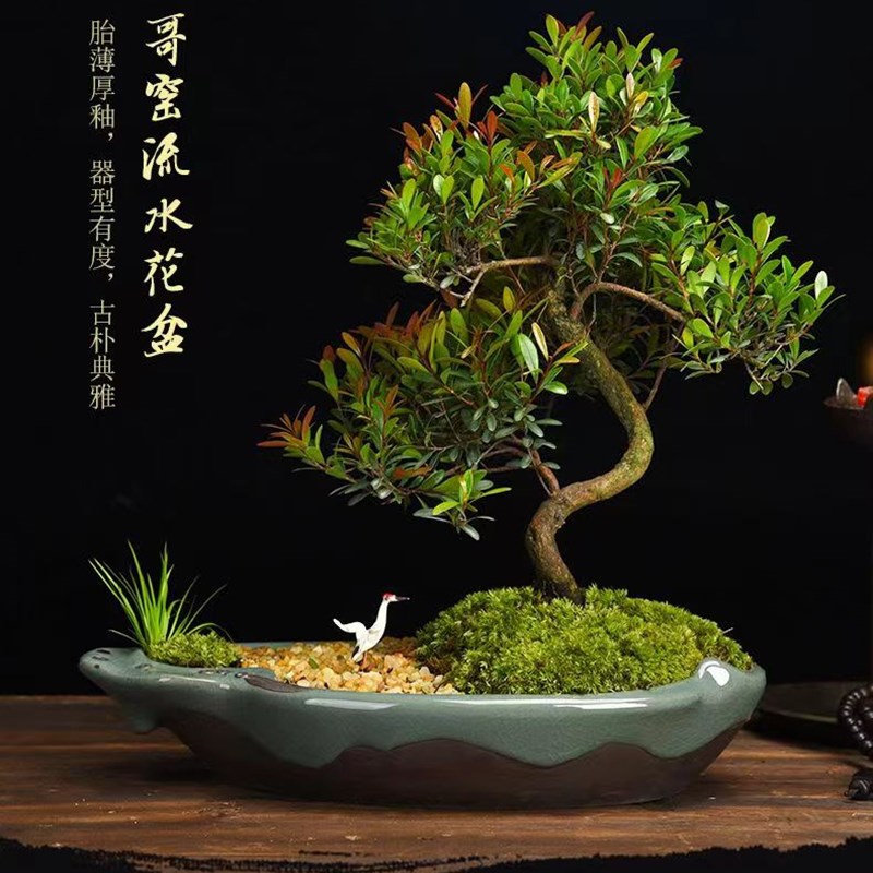 名贵小叶赤楠盆景S型瓜子红芽赤楠提根老桩新中式禅意木本绿植