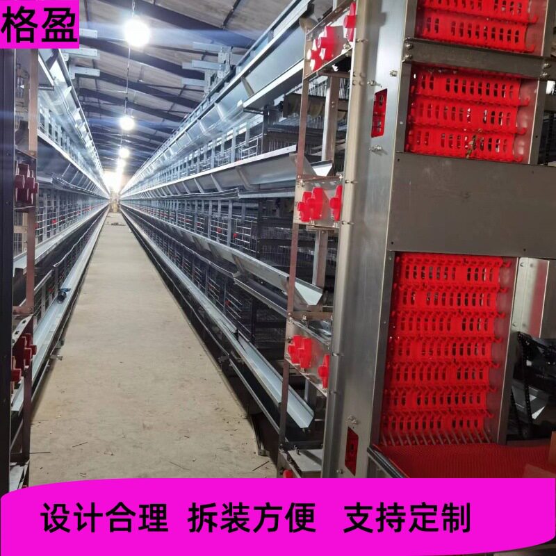 集蛋捡蛋一体化大层叠蛋鸡笼自动化养殖设备养鸡场蛋鸡养殖设备