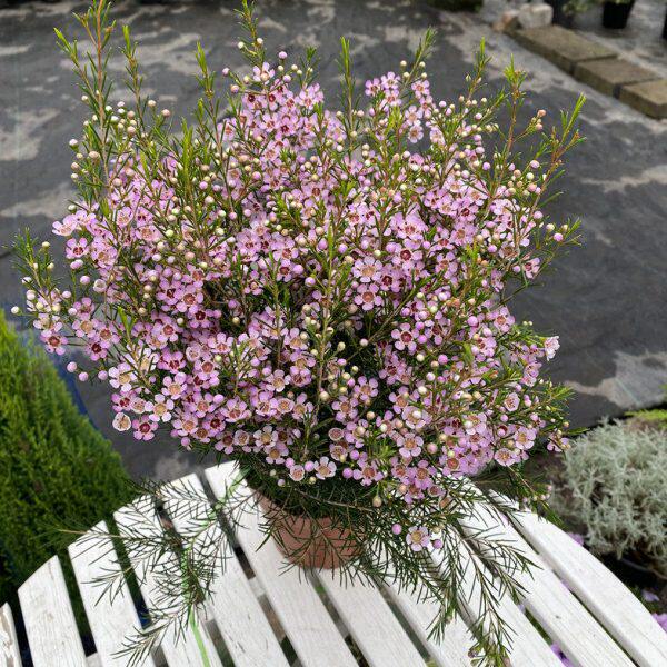 进口澳洲腊梅盆栽带花苞梅花耐寒多年生木本植物庭院阳台高档花卉