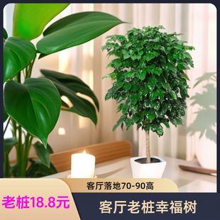 绿宝幸福树乔迁花卉盆栽好养易活四季常青大型绿植