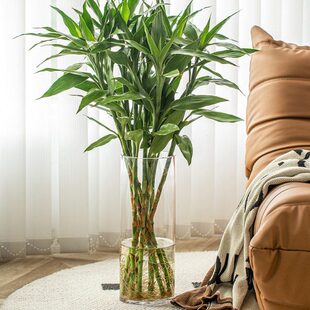 轻奢玻璃水培插花富贵竹花瓶专用透明竹子摆件客厅高级水养高感大