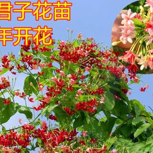 重瓣一子植物子使君阳台芳单开花色三水藤瓣当年君本日香庭院