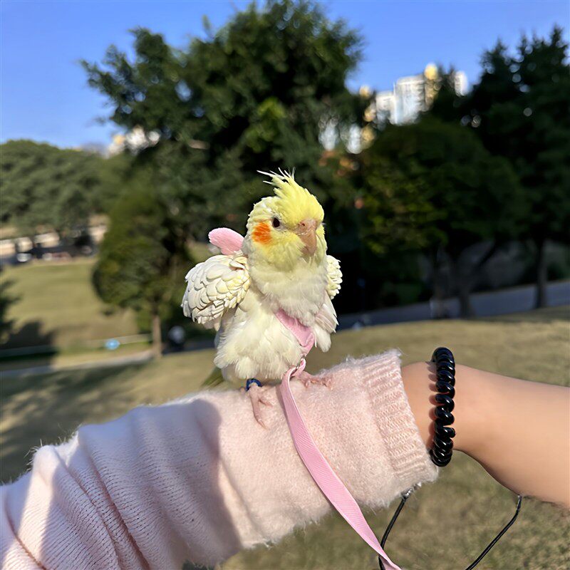 天使翅膀背带式鹦鹉牵引绳牡丹虎皮小鸟外出放飞绳遛鸟神器防挣脱