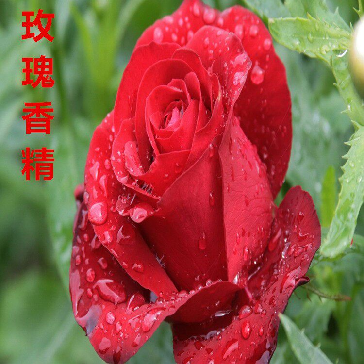 玖瑰香精香味母粒注塑专用塑料母料香精香味母料