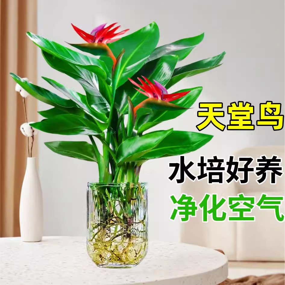 天堂鸟水培绿植盆栽常青鹤望兰