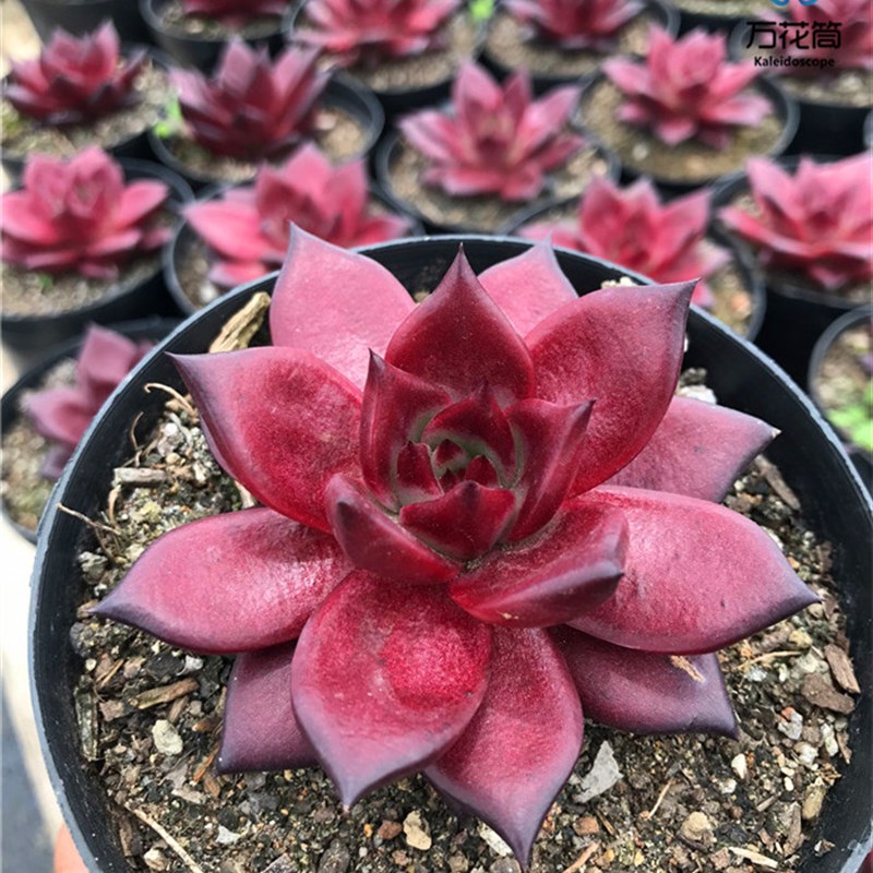 罗宾 精c品进口冬云系稀有多肉植物大棵  新手好养园艺绿植组合