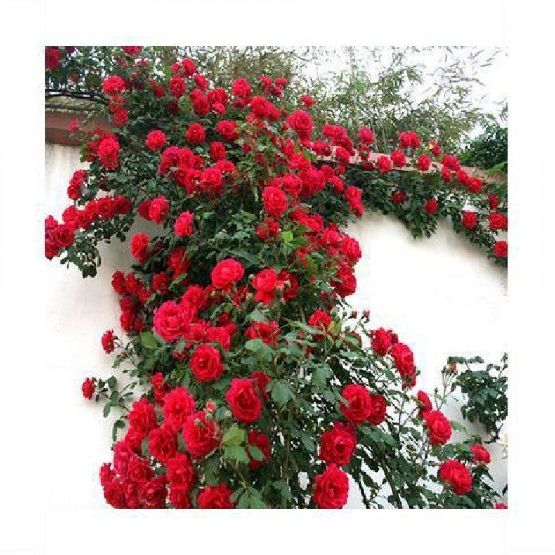 爬藤花卉植物蔷薇花苗藤本月季阳台盆栽玫瑰四季开花欧月花苗,鲜花速递/花卉仿真/绿植园艺,月季/蔷薇/玫瑰,淘宝优惠券,粉丝福利购,淘宝优惠卷