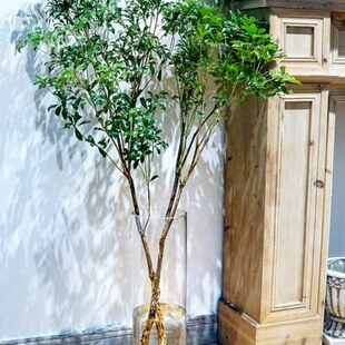 花瓶玻璃富贵竹专用马钟雪木大号醉水养桃花吊落地摆件柳透明插花