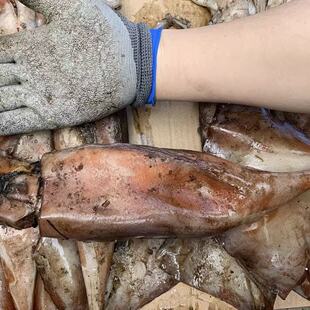 新鲜海捕99.9元 头批发 十斤野生海捕大鱿鱼海鲜不泡药无任何添加码