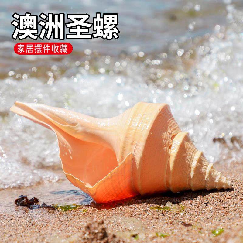 超大澳洲圣螺澳洲长香螺天然贝壳海螺收藏摆件吹响号角地中海响螺