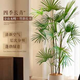 大型植物金山棕竹细叶客厅绿植竹子盆栽办公室内落地大号四季好养