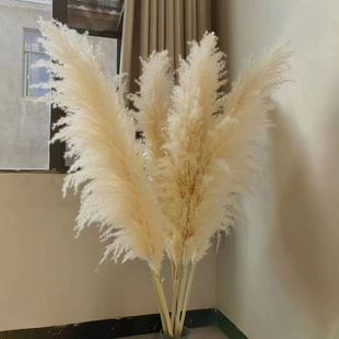 芦苇干花花束真花客厅摆设网红蒲苇大穗天然落地室内ins仿真摆件