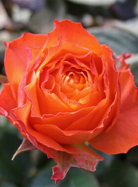 欧月浪漫橙色月季花大包子灌木切花庭院阳台四季开花橙色盆栽花卉